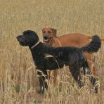 gemeinsamer Spaziergang (paseando juntos)