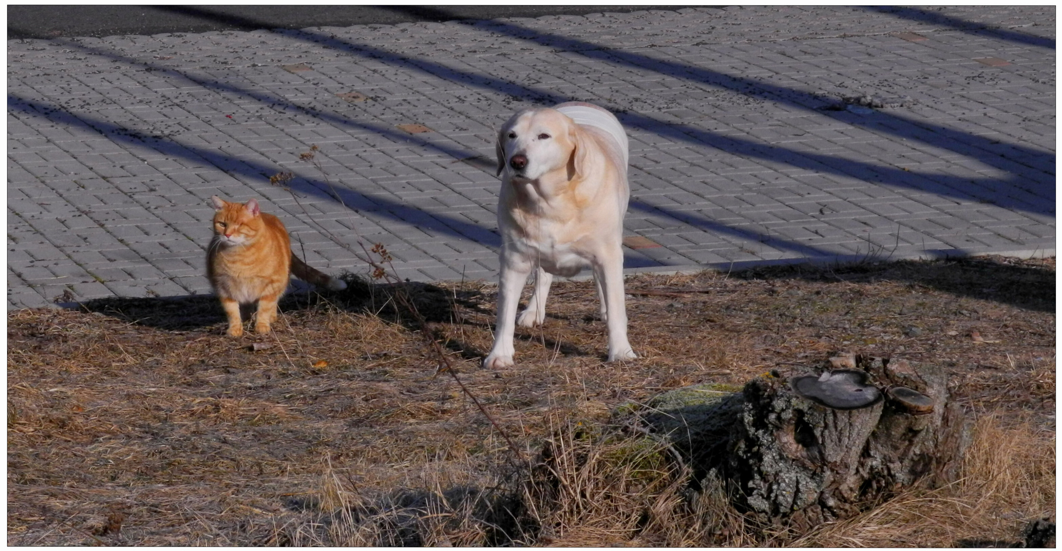 Gemeinsamer Spaziergang (paseo común)