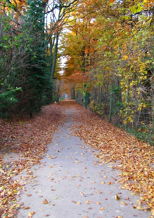 (gem)einsamer Weg