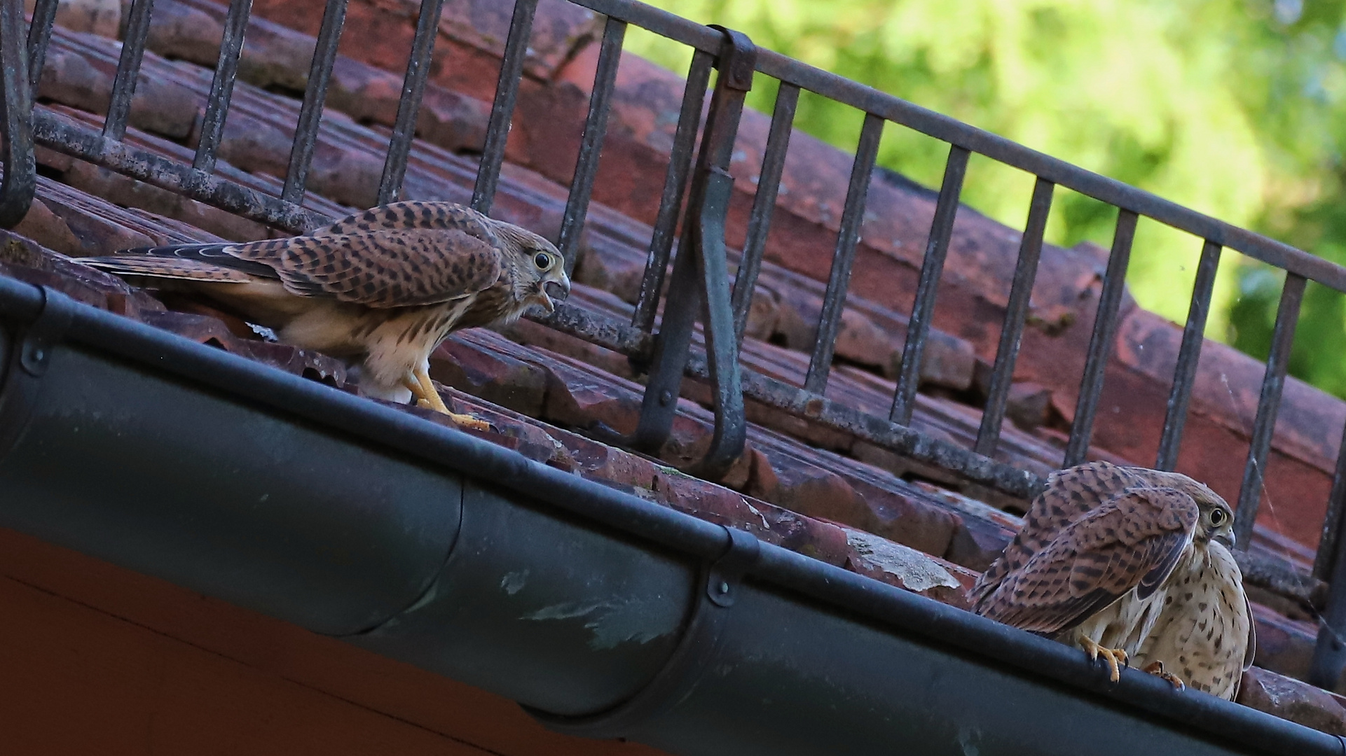 Gemeinsames Betteln (2019_06_29_EOS 6D Mark II_4774_ji)