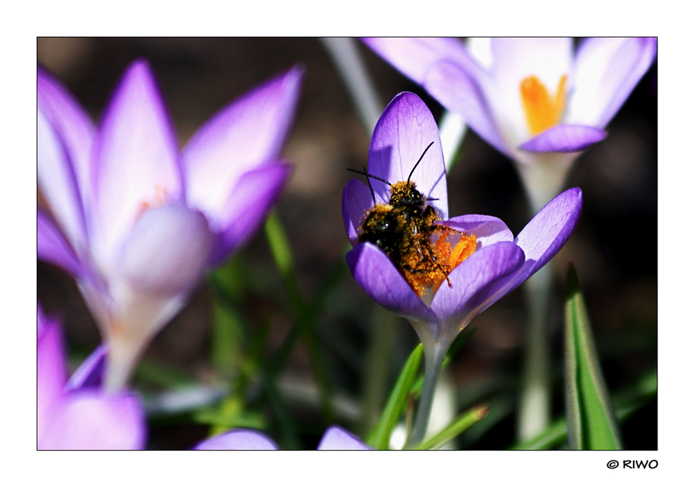 Gemeinsames Frühlings - Pollen - Bad......