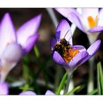 Gemeinsames Frühlings - Pollen - Bad......