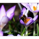 Gemeinsames Frühlings - Pollen - Bad......