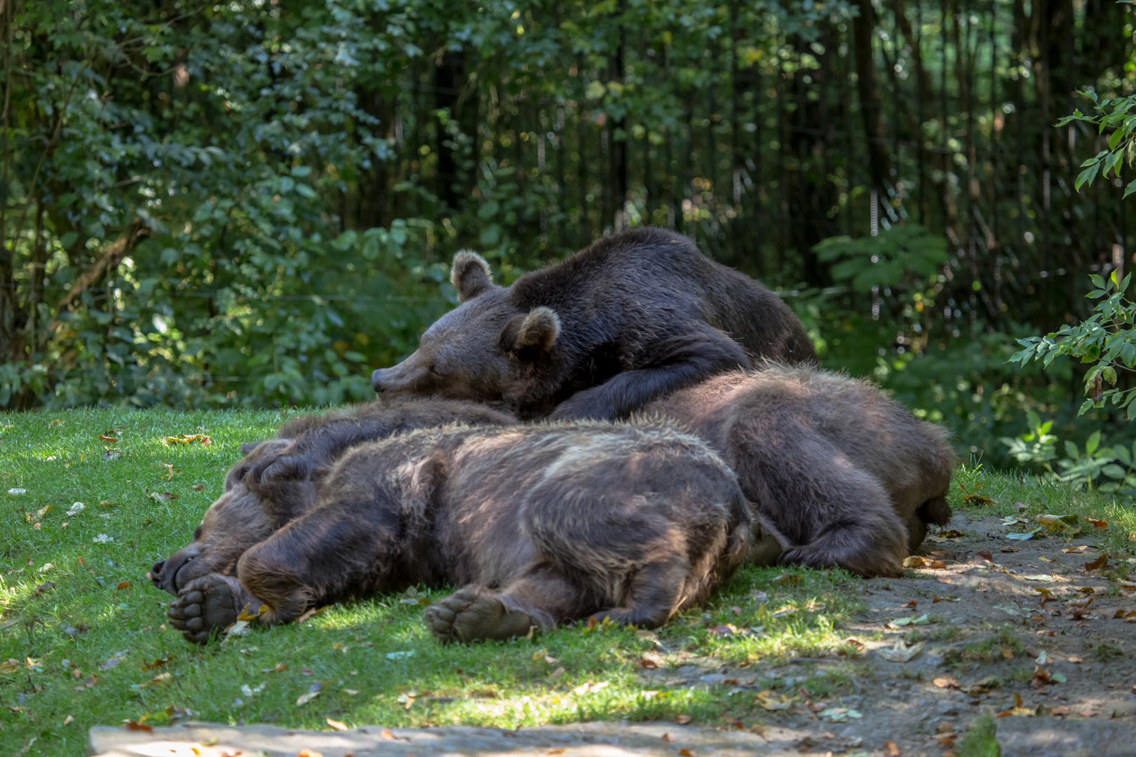 Gemeinsames Kuscheln