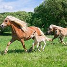 Gemeinsames Lauftraining