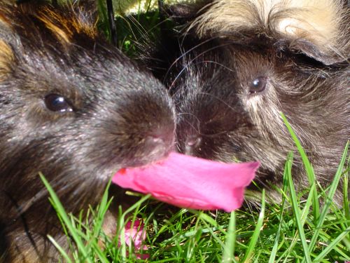 Gemeinsames Meerschwein-Portrait