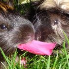 Gemeinsames Meerschwein-Portrait