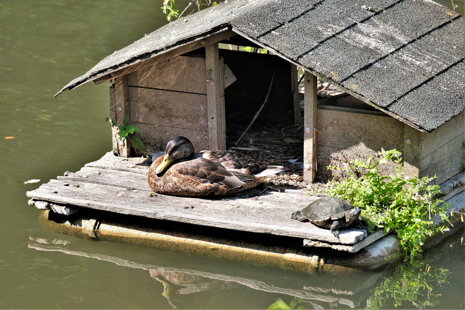 Gemeinsames Sonnenbad