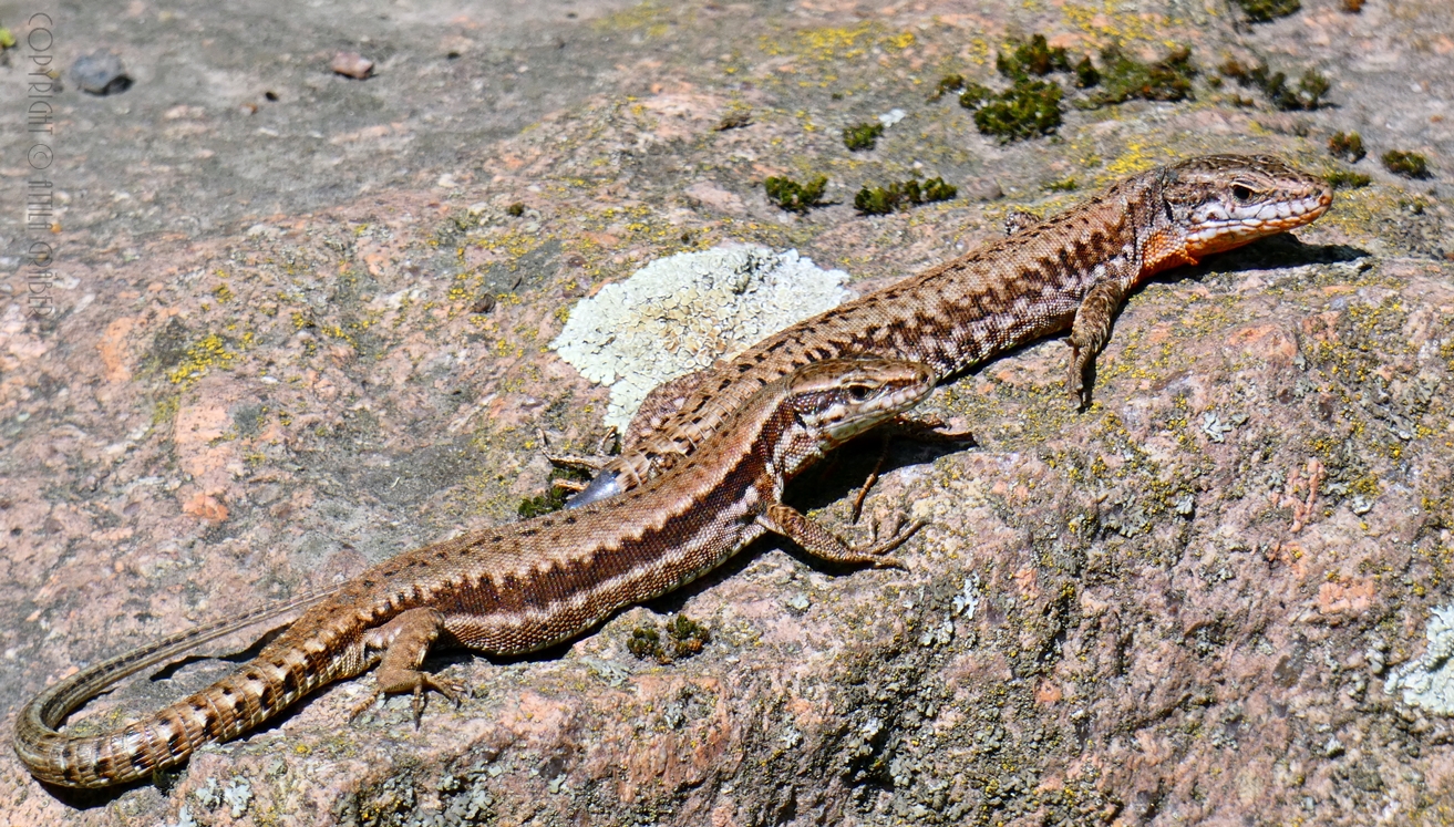 gemeinsames Sonnenbad