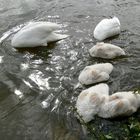 Gemeinsames Unterwasserfrühstück