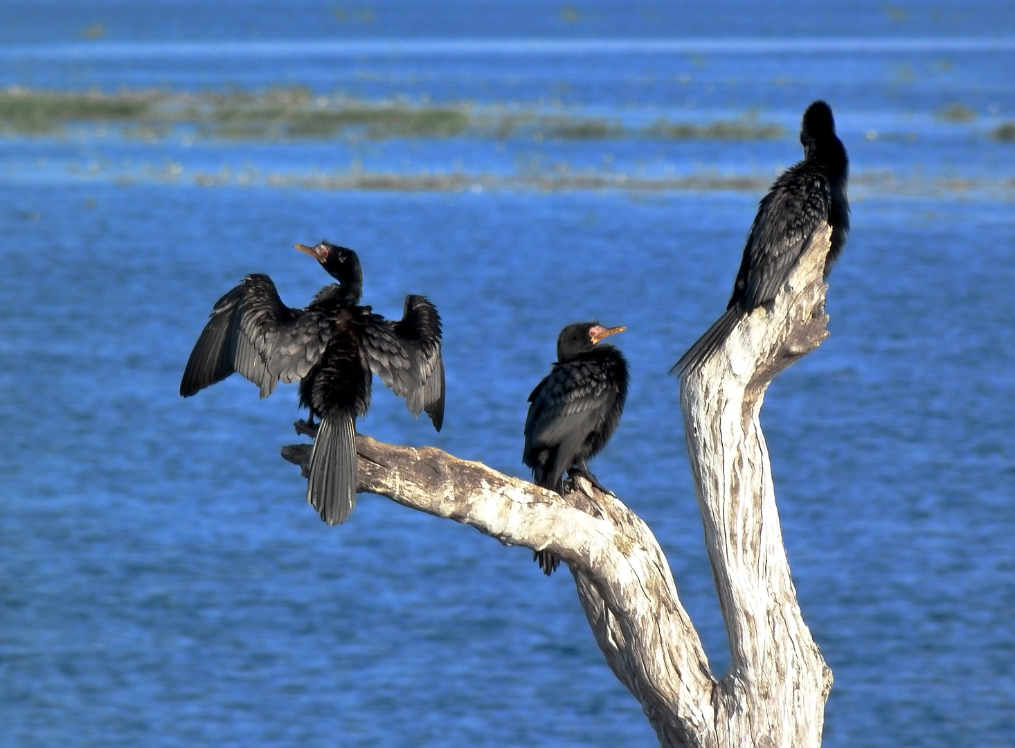 gemeinschaftliches Trocknen am Chobe-River!