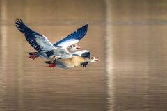 Gemeinschaftsflug