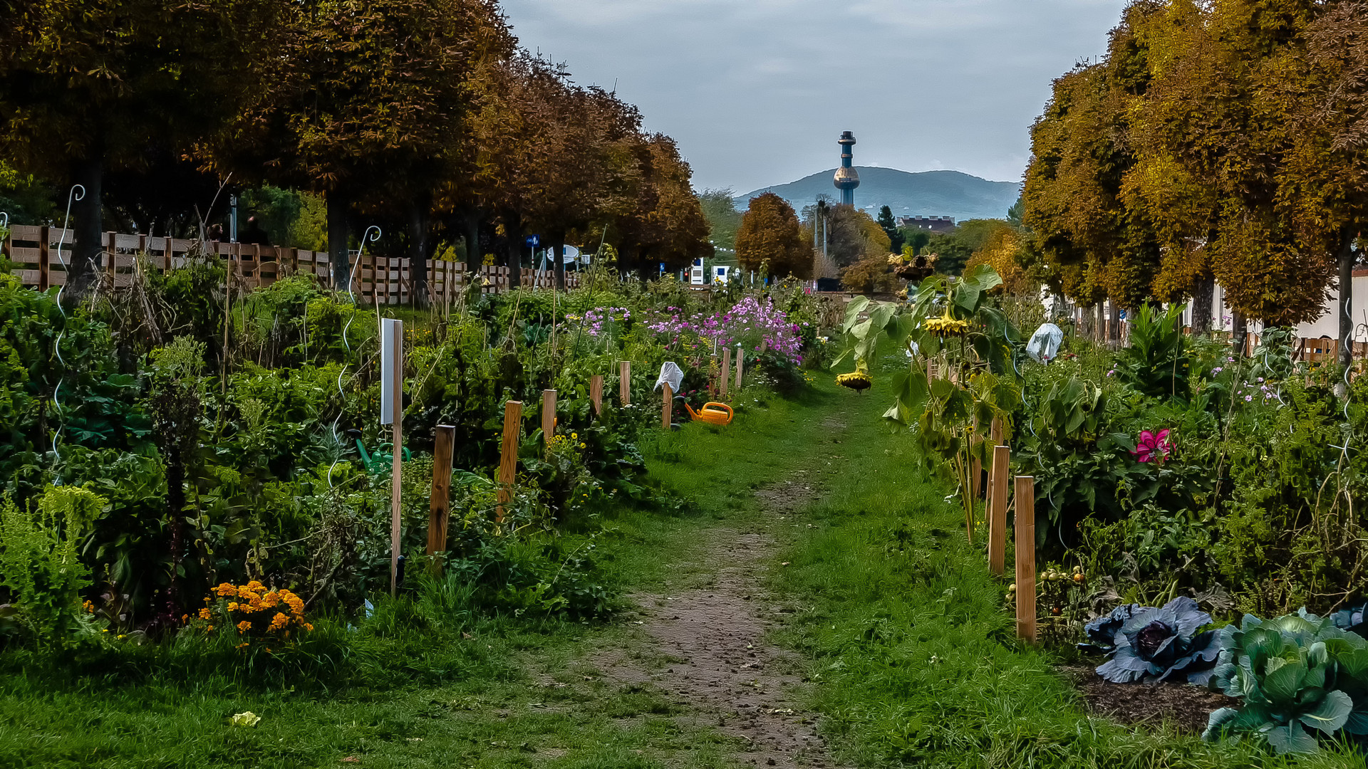 Gemeinschaftsgarten Augarten