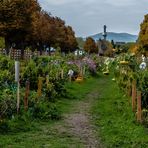 Gemeinschaftsgarten Augarten