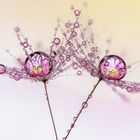 gemelle drops Drops e Flowers Gocce e Fiori Riflessi by Mario JR Nicorelli