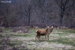 Gemelli