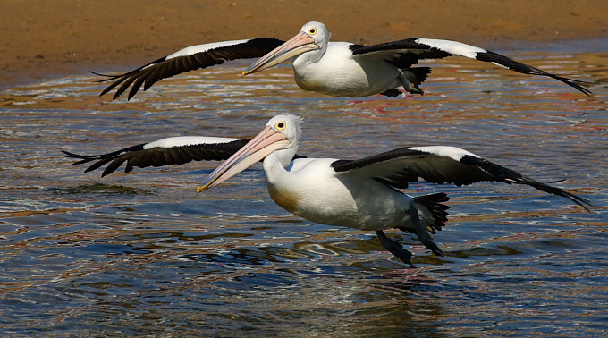 gemelli in volo