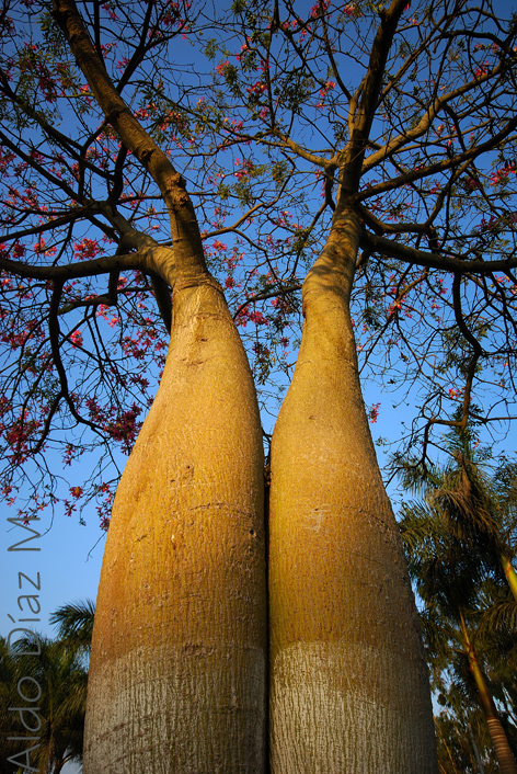 Gemelos