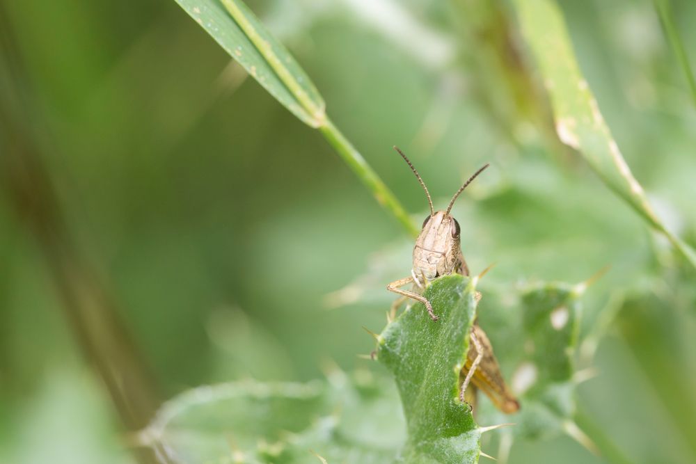 Gemini cricket se met au vert tendre