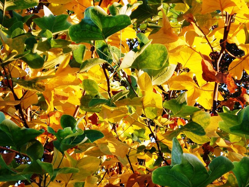 gemischte Blätter noch am Baum