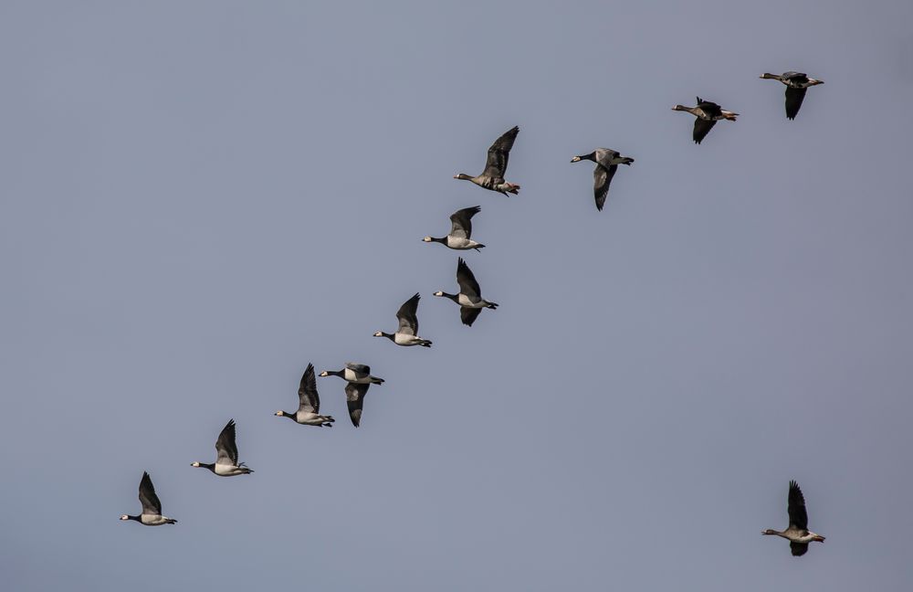 Gemischte Gänsegruppe