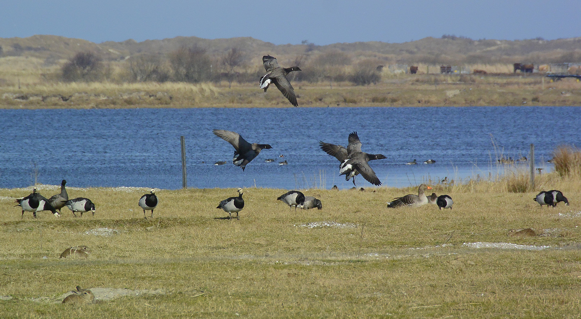 Gemischte Gänseschar am Borkumer Tüskendörsee