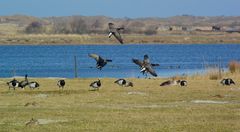 Gemischte Gänseschar am Borkumer Tüskendörsee