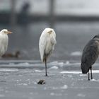 Gemischte Gesellschaft auf der Eisfläche 