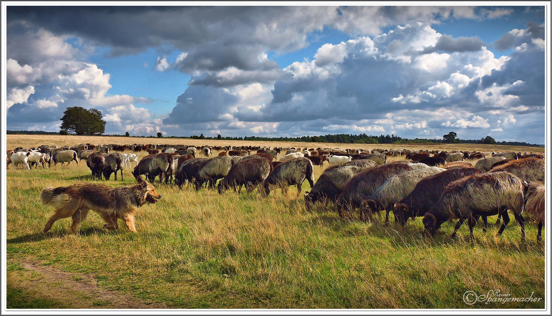 Gemischte Herde in der Lüneburger Heide