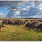 Gemischte Herde in der Lüneburger Heide