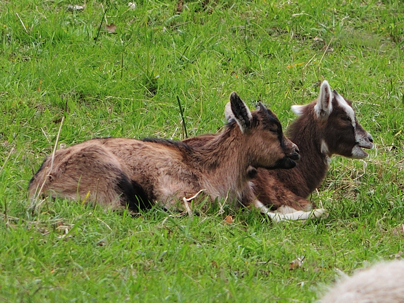 Gemischte Truppe