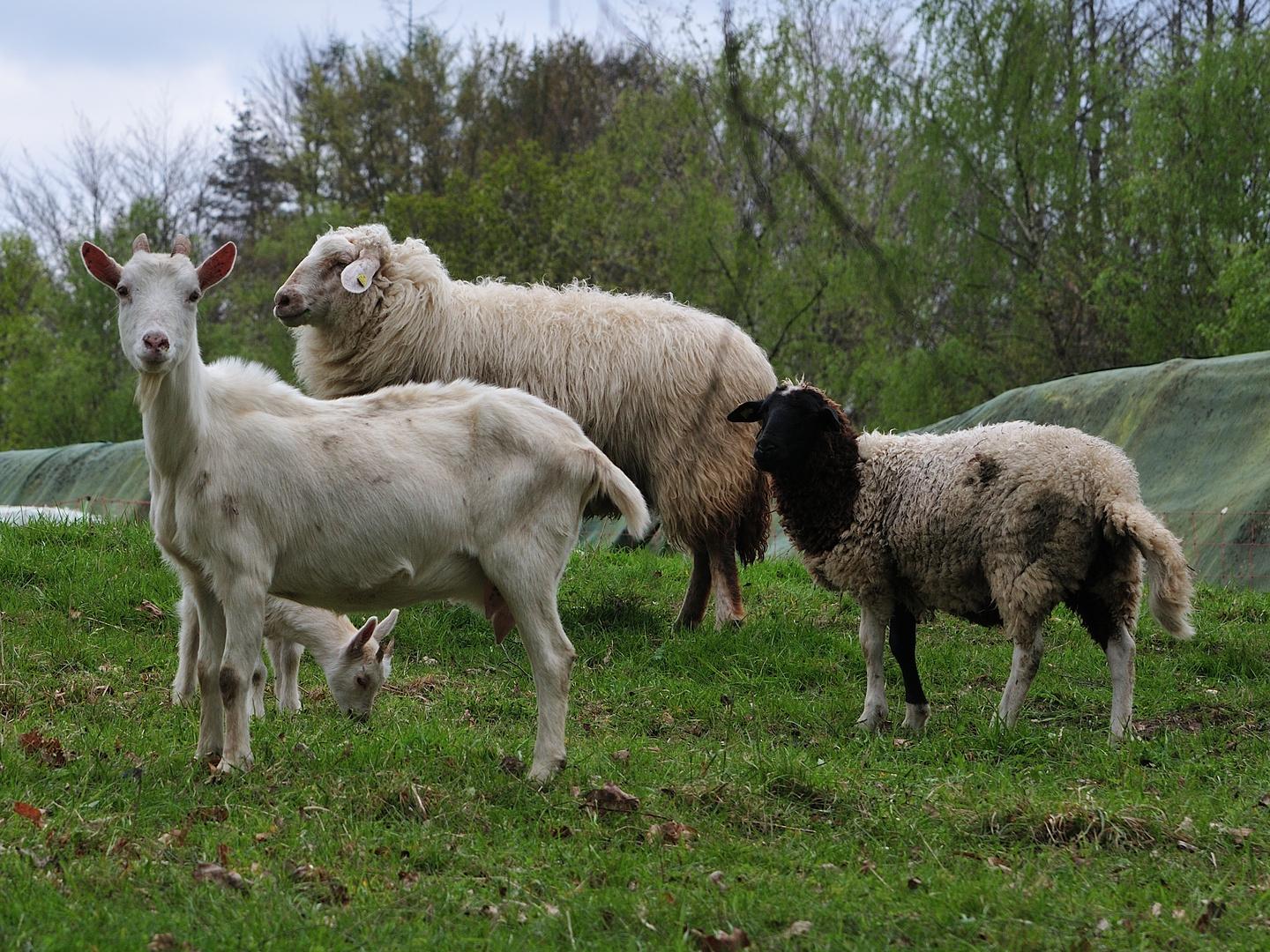 Gemischte Truppe