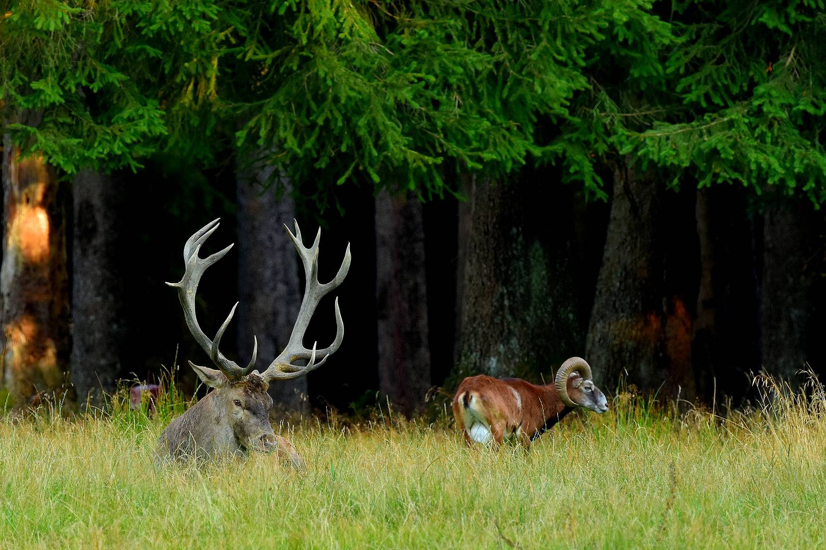 "Gemischte Vorbrunft" - Hirsch und Muffelwidder