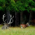 "Gemischte Vorbrunft" - Hirsch und Muffelwidder