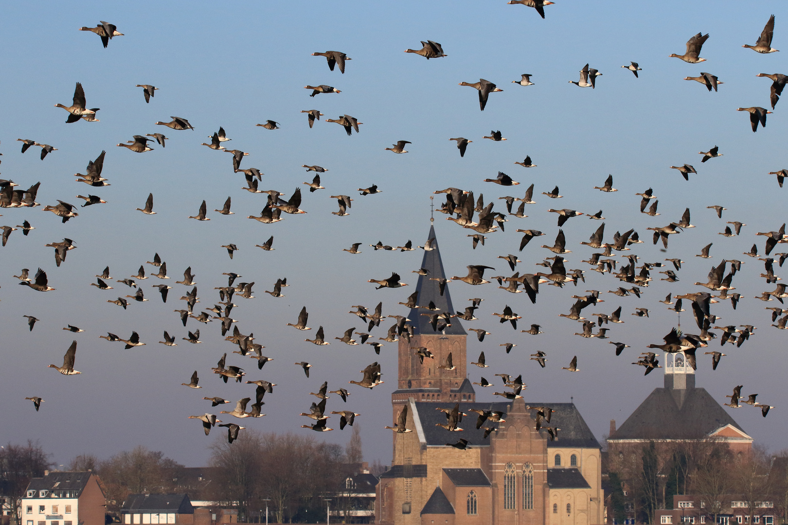 Gemischte Wildgansgruppe am Niederrhein #2