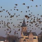 Gemischte Wildgansgruppe am Niederrhein #2