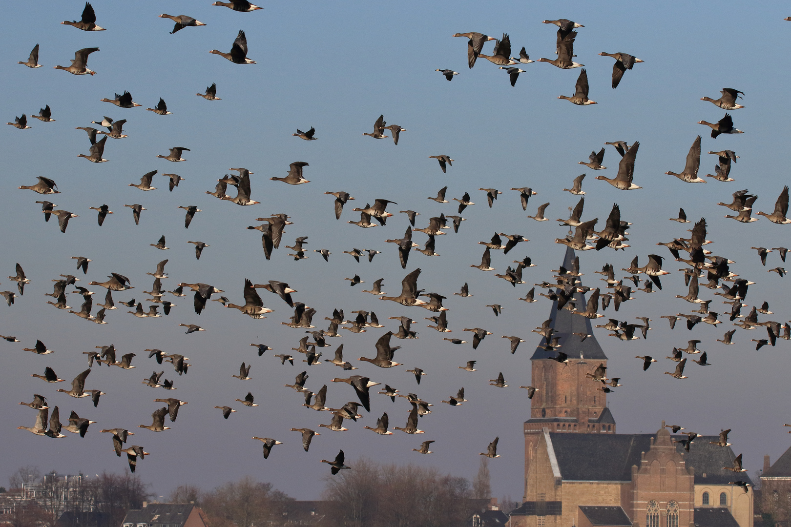 Gemischte Wildgansgruppe am Niederrhein