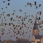 Gemischte Wildgansgruppe am Niederrhein