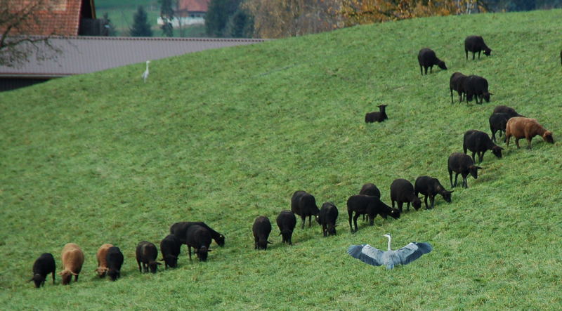 Gemischter Chor mit Dirigent.