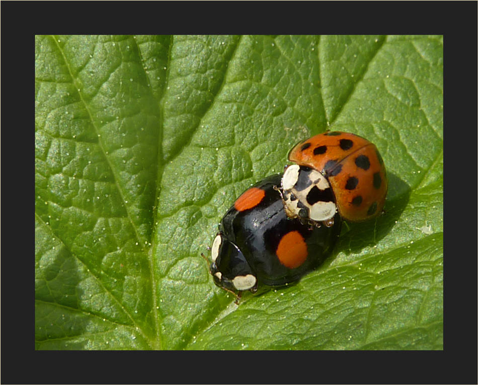 Gemischtes Doppel