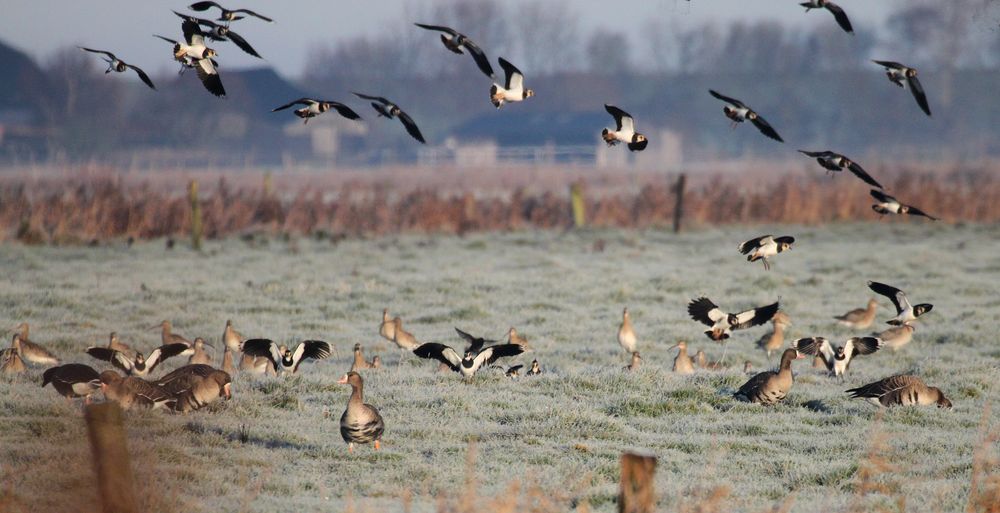 Gemischtes in kühler Wiese