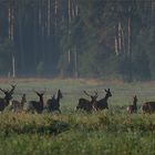 Gemischtes Rotwildrudel