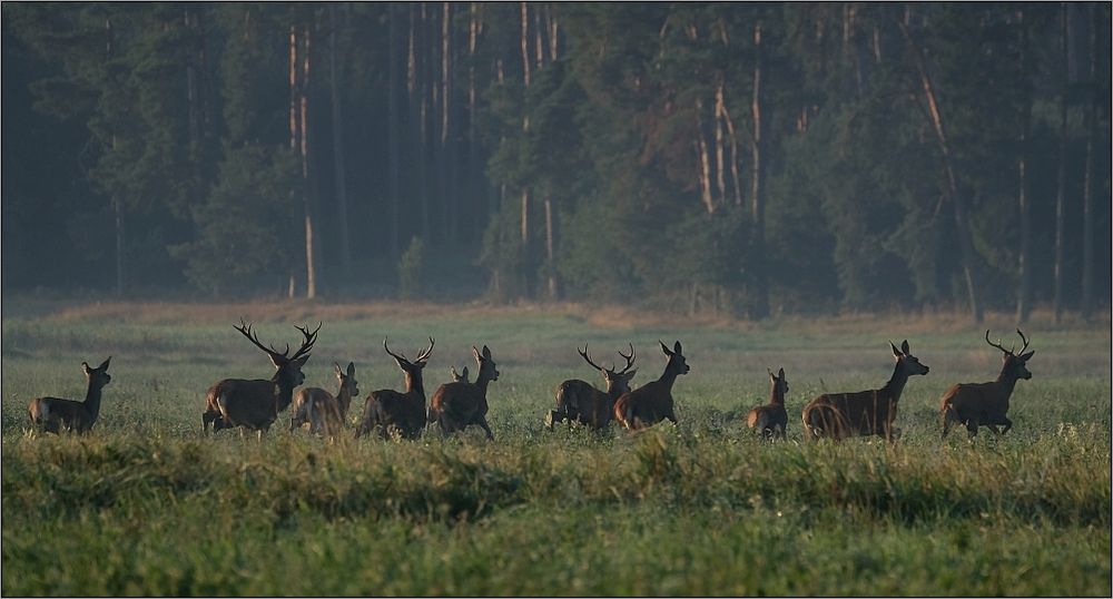 Gemischtes Rotwildrudel