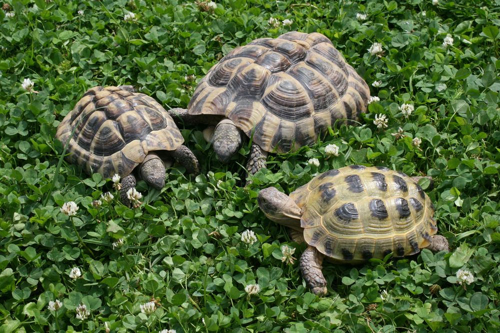 Gemischtes Trio