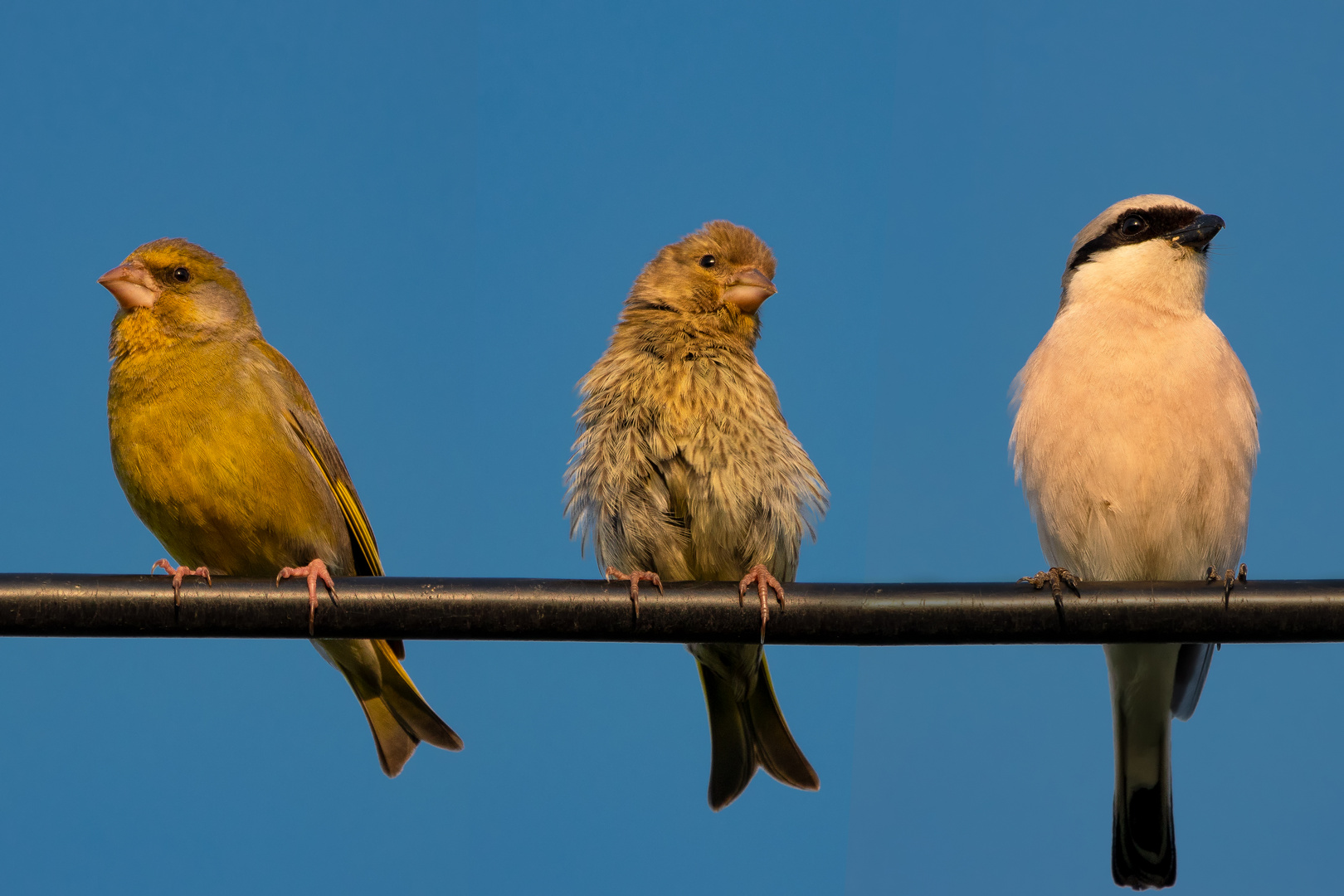 Gemischtes Trio