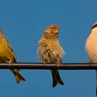 Gemischtes Trio