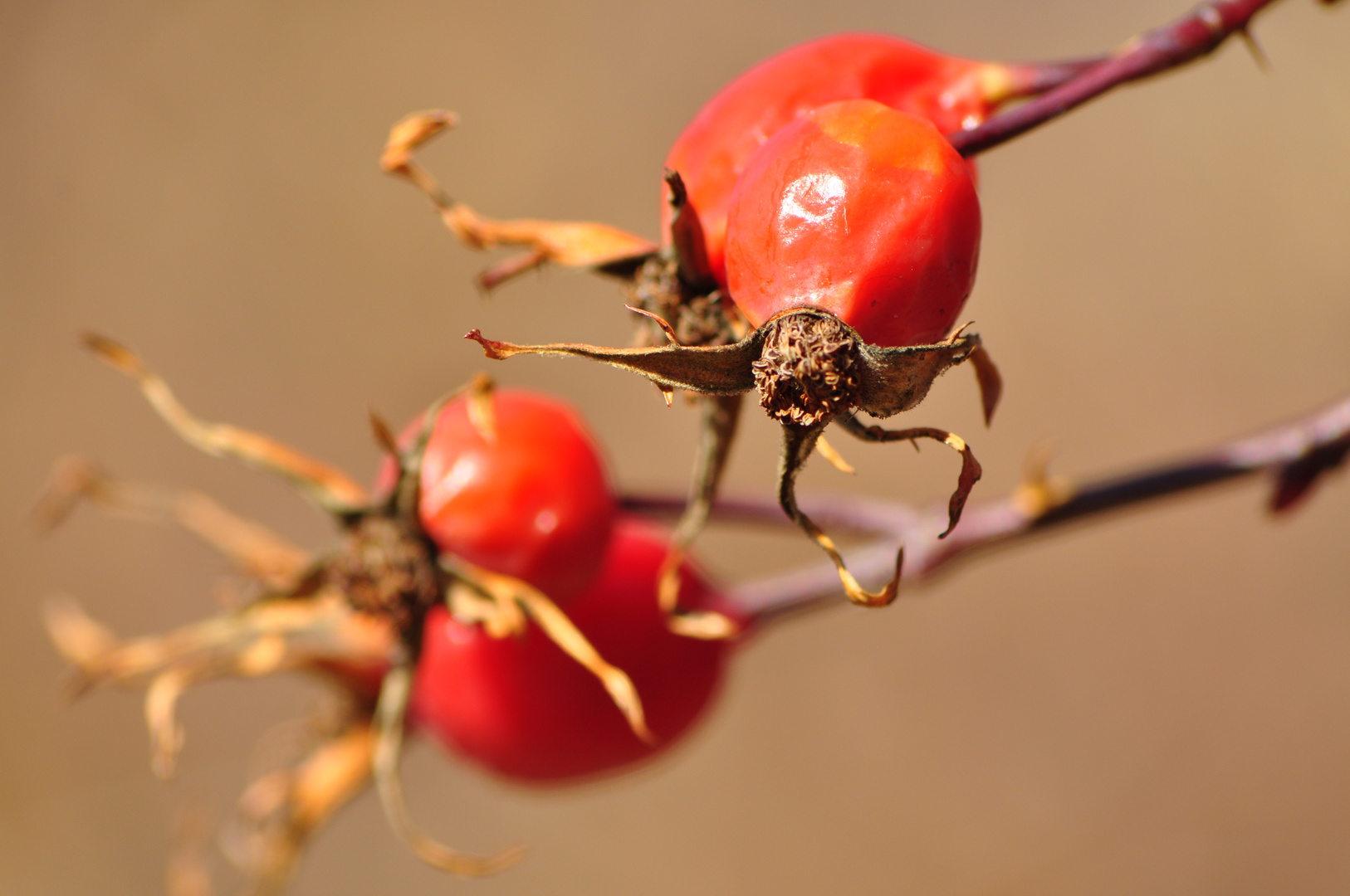 Gemme d'autunno