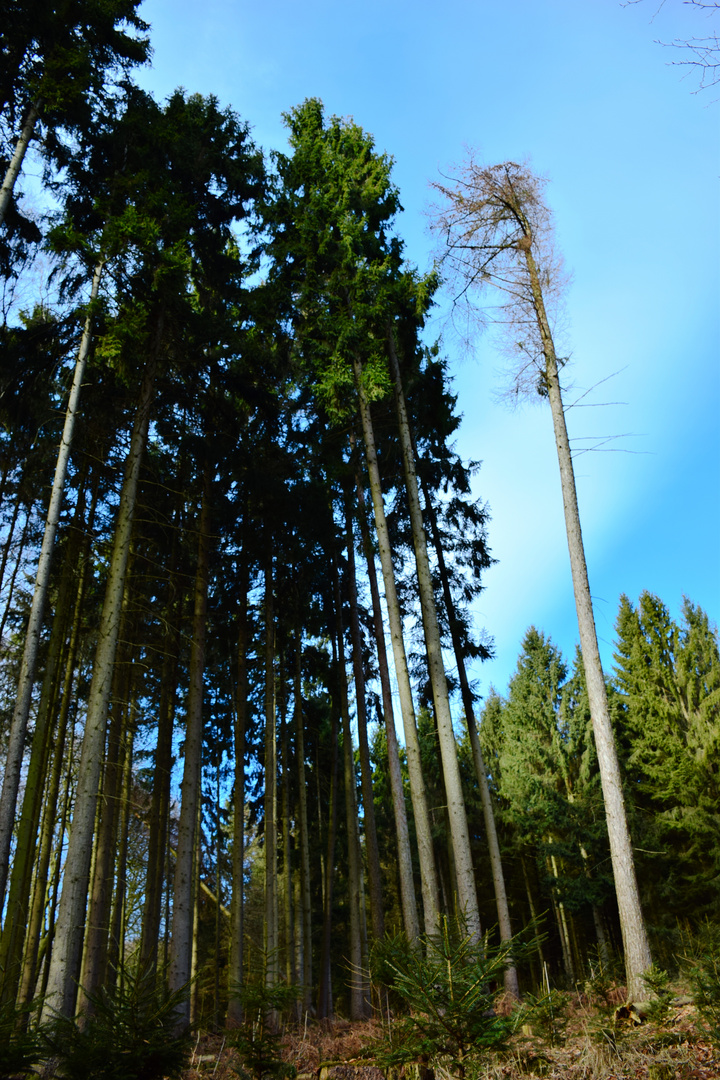 Gemobbter Baum