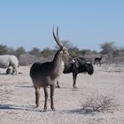 Gemsbock, Gnu, Nashorn & Co