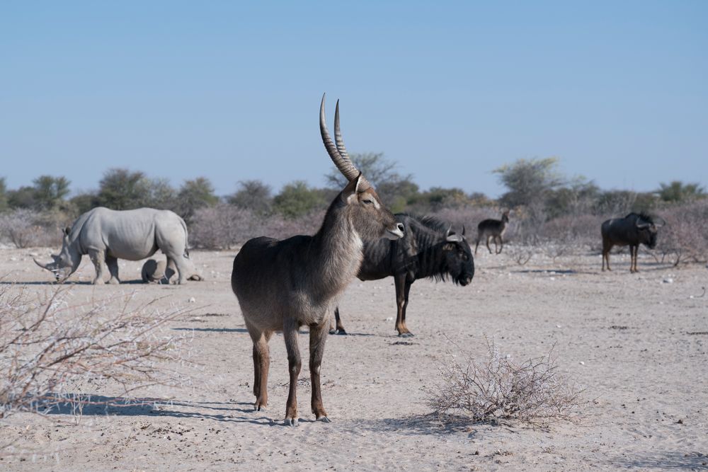 Gemsbock, Gnu, Nashorn & Co